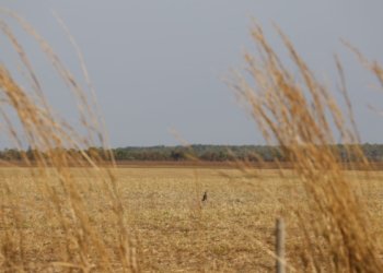 Embrapa entrega a candidatos propostas para elevar competitividade e sustentabilidade no agro