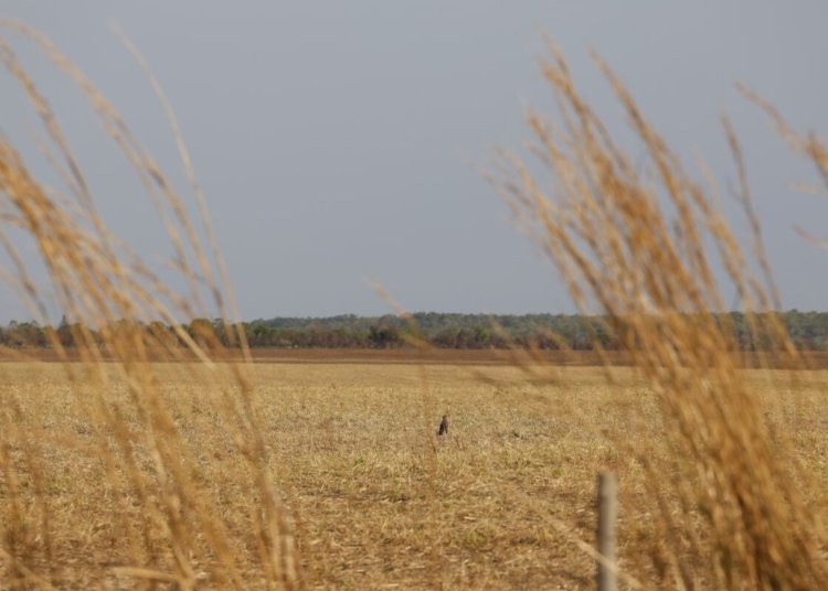 Embrapa entrega a candidatos propostas para elevar competitividade e sustentabilidade no agro