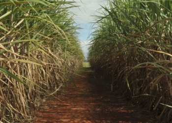 Safra de cana-de-açúcar atinge 705,2 milhões de toneladas com alta de 4,7% no país
