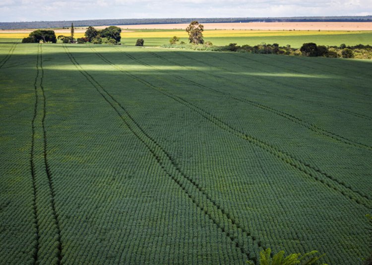 CMN flexibiliza regras para renegociação de dívidas rurais de produtores afetados pelo clima