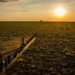 Lei 15.526 estabelece prazos para indenização e integra seguro rural ao crédito agrícola