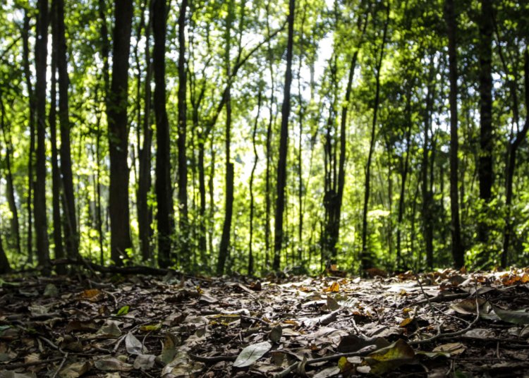 Produção florestal brasileira atinge recorde de R$ 47,9 bilhões em 2025