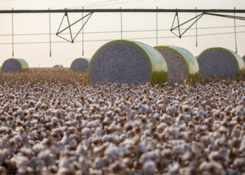 Sapezal assume liderança da produção agrícola nacional e desbanca Sorriso no ranking do IBGE