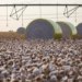 Sapezal assume liderança da produção agrícola nacional e desbanca Sorriso no ranking do IBGE