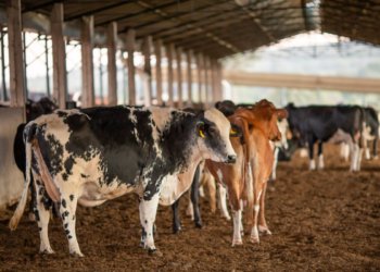 União Europeia suspende importações de produtos de origem animal brasileiros nesta quinta-feira