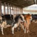 União Europeia suspende importações de produtos de origem animal brasileiros nesta quinta-feira