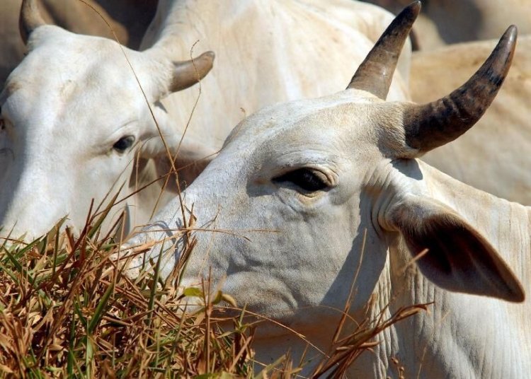 Carne bovina brasileira terá tarifa de 67% para entrar na China após esgotamento de cota