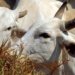 Carne bovina brasileira terá tarifa de 67% para entrar na China após esgotamento de cota